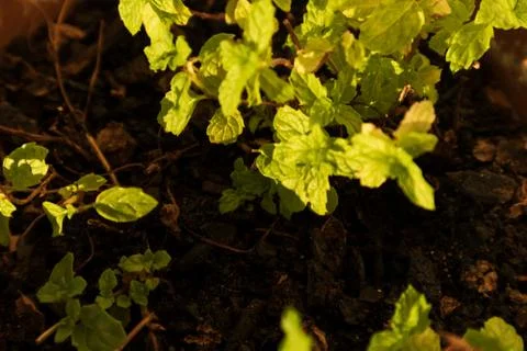 Branch of mint with natural light. Stock Photos