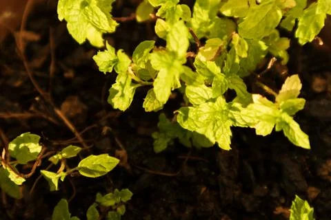 Branch of mint with natural light. Stock Photos
