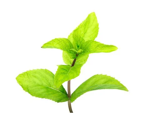 Branch of mint Stock Photos