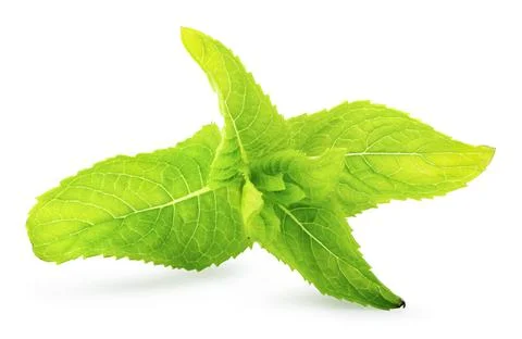 Branch of mint Stock Photos
