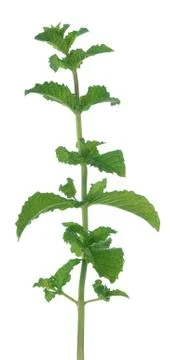 Branch of mint on white Foto stock