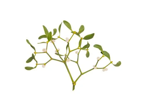 Branch of mistletoe isolated Stock Photos