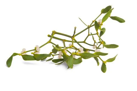 Branch of mistletoe isolated Stock Photos