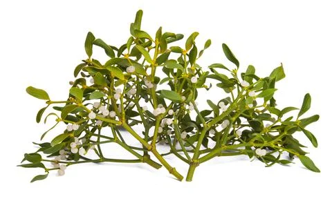 Branch of mistletoe isolated Stock Photos