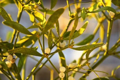Branch Of Mistletoe With Ribbon Stock Photos