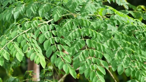 The branch of moringa full with leaves Stock Footage 316227294