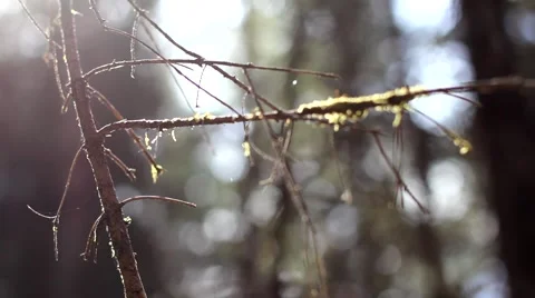 Branch with moss Video stock 64053791