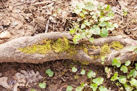 Branch with moss Stock Photos
