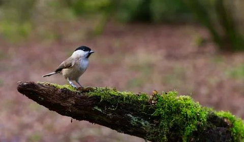 Branch with moss Stock Photos