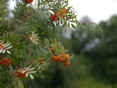Branch of mountain ash on the background of leaves Stock Photos