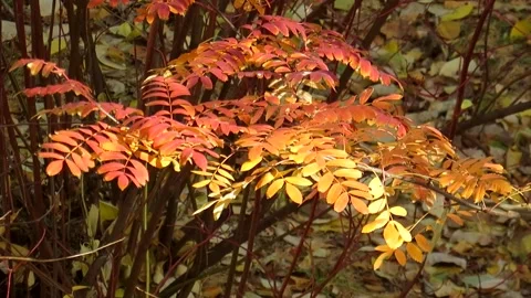 A branch of mountain ash with orange-red leaves Stock Footage 164086528