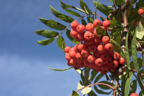 Branch of a mountain ash Foto stock