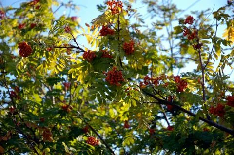 Branch of the mountain ash. Stock Photos