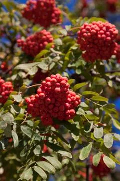 Branch of a mountain ash Stock Photos