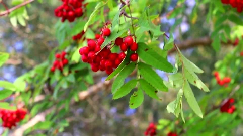 A branch of mountain ash in the wind . Red berries. Ripe mountain ash. Autumn Stock Footage 150087292