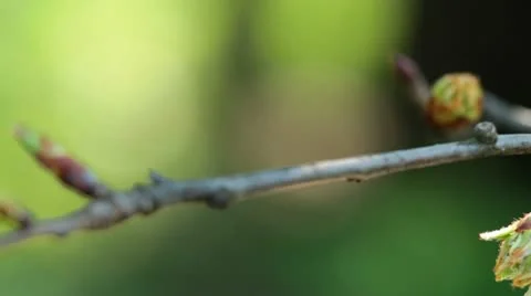 Branch in the movement Stock Footage 10839409