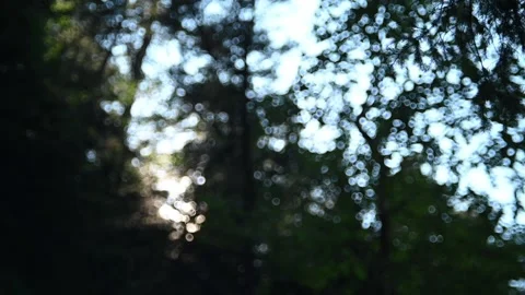 A branch moves in front of the bokeh of trees in the mountains (slow motion) Video stock 219398799