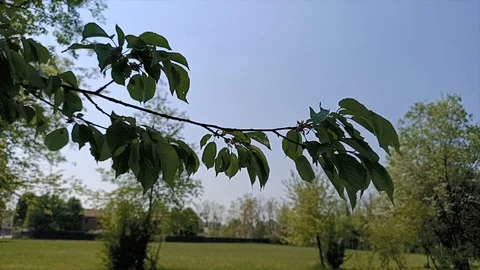 Branch moves in the wind Stock Footage 129315881