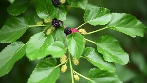 Branch of mulberries , close-up horizontal 4k footage . gardening Stock Footage 244922511