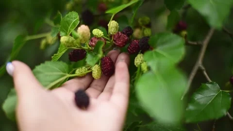 Branch of mulberries , close-up horizontal 4k footage . gardening Stock Footage 244922533