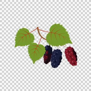 Branch of Mulberry with Lobed Leaf and Fully Ripe Black Berries Stock Illustration