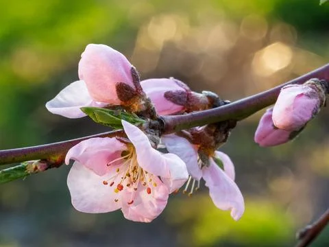 Branch of a nectarine tree in the period of spring flowering. Stock Photos