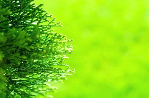 Branch of needle leaf tree 스톡 사진