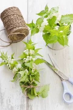 Branch of nettle Stock Photos