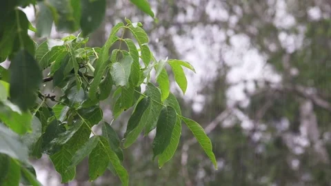 A branch of a nut in a heavy rain Stock Footage 156616233