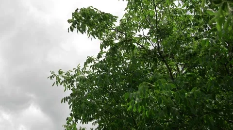 Branch with nut tree Stock Footage 52372813