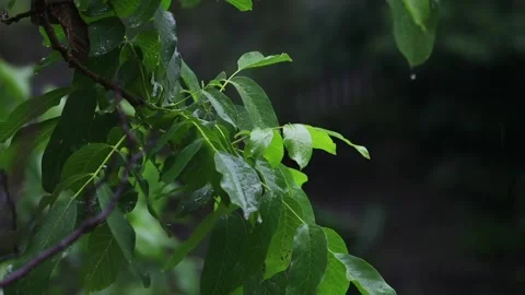 A branch of a nut under a thunderstorm rain Video stock 156616324