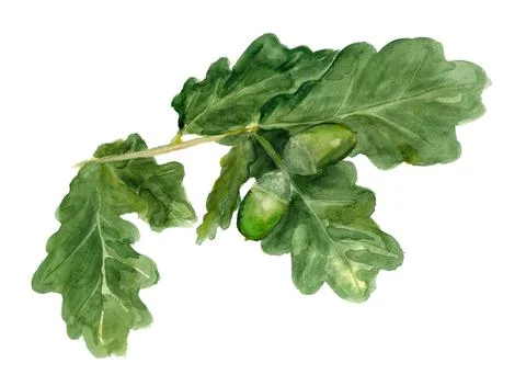 Branch of oak with acorns Stock Illustration