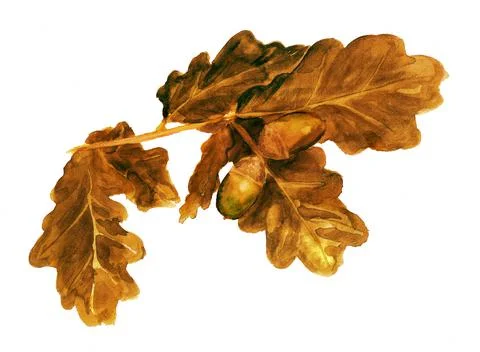 Branch of oak with acorns Stock Illustration
