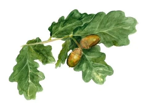 Branch of oak with acorns Stock Illustration