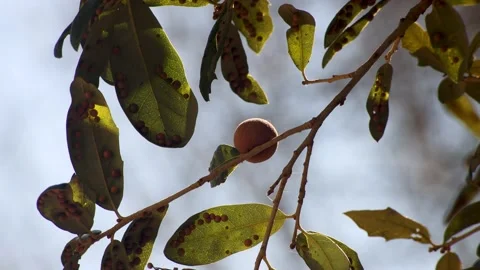 Branch with Oak apple or oak galls moving slow in the wind. Video stock 170144638