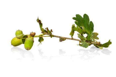 A branch of the oak Foto stock