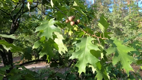 A branch of an oak tree with acorns sways in the wind. Stock Footage 284513425