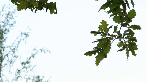 Branch of an oak tree with green leaves Stock Footage