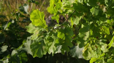 Branch of oak on the wind Stock Footage 12037741