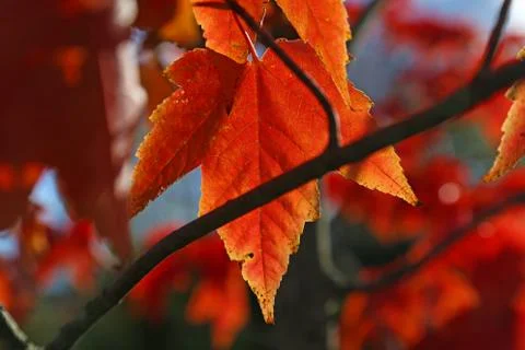 Branch Obstructed Red Maple Leaf Stock Photos