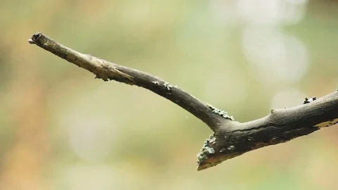 Branch of an old dry tree on a blurred background Stock Footage 80984410
