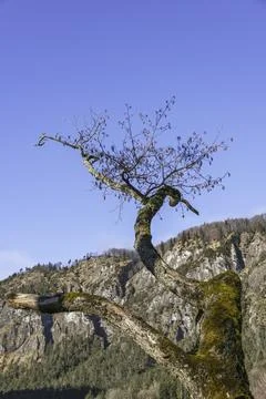 Branch Of An Old Hazelnut Tree Stock Photos