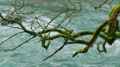 Branch of old tree with moss, mountain river Stock Footage 84974116