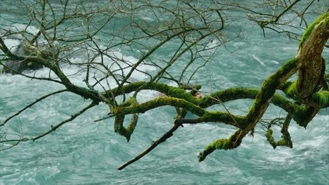 Branch of old tree with moss, mountain river, slow motion Vídeos de archivo 84974426