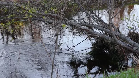 A branch of an old tree over a river Stock Footage 156736679