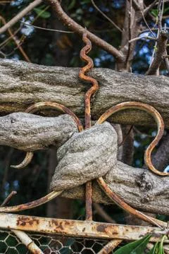 Branch of an old tree wrapping round fence Stock Photos