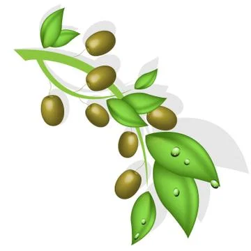 Branch of the olive Illustrazione stock
