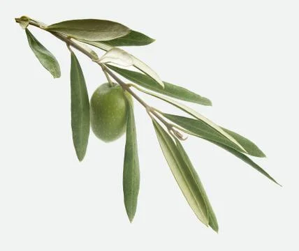 Branch with olive Stock Photos