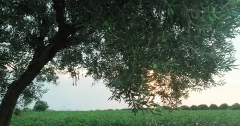 Branch of olive tree against field at sunset. Stock Footage 160129982