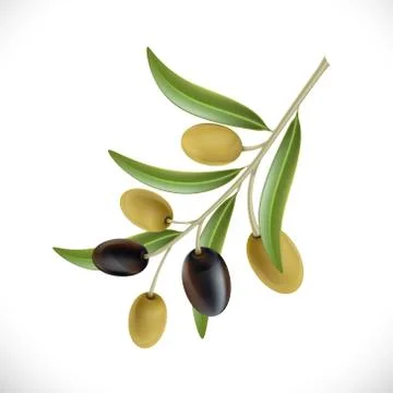Branch of the olive tree with berries. 스톡 일러스트